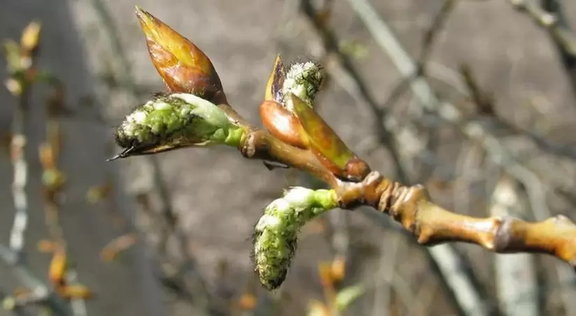 poplar buds para sa potency