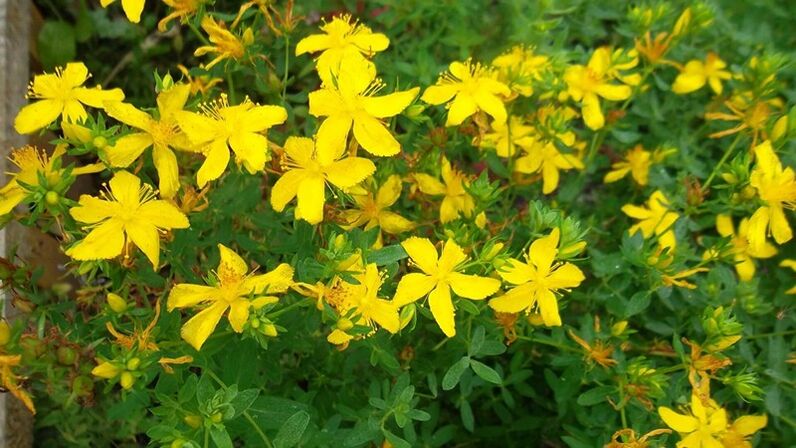 Ano ang mga halamang gamot na nagdaragdag ng potency ng lalaki